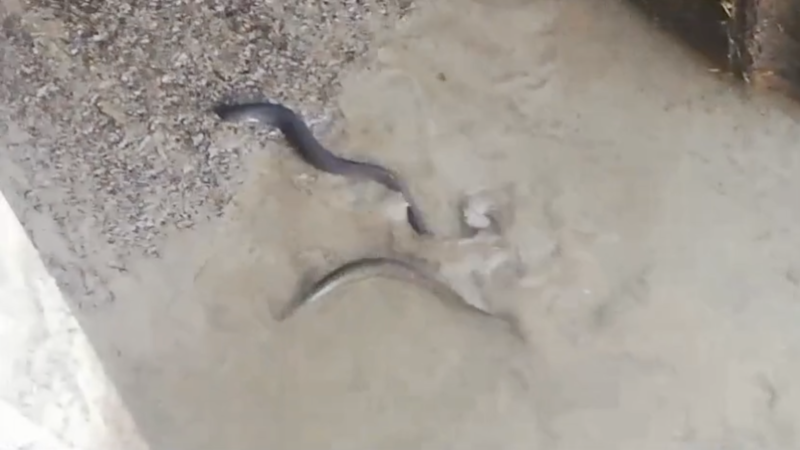 La rimonta delle Anguille nel Lago di Garda