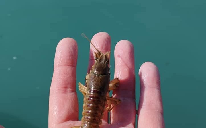 L’escalation dell’invasione aliena nel Lago di Garda