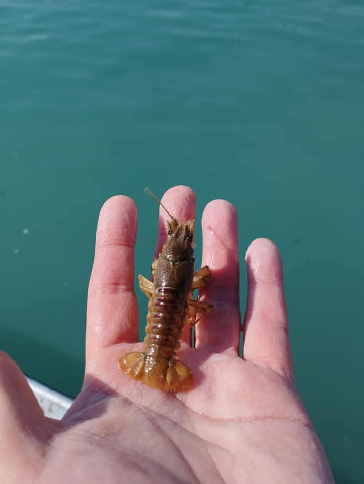 L’escalation dell’invasione aliena nel Lago di Garda